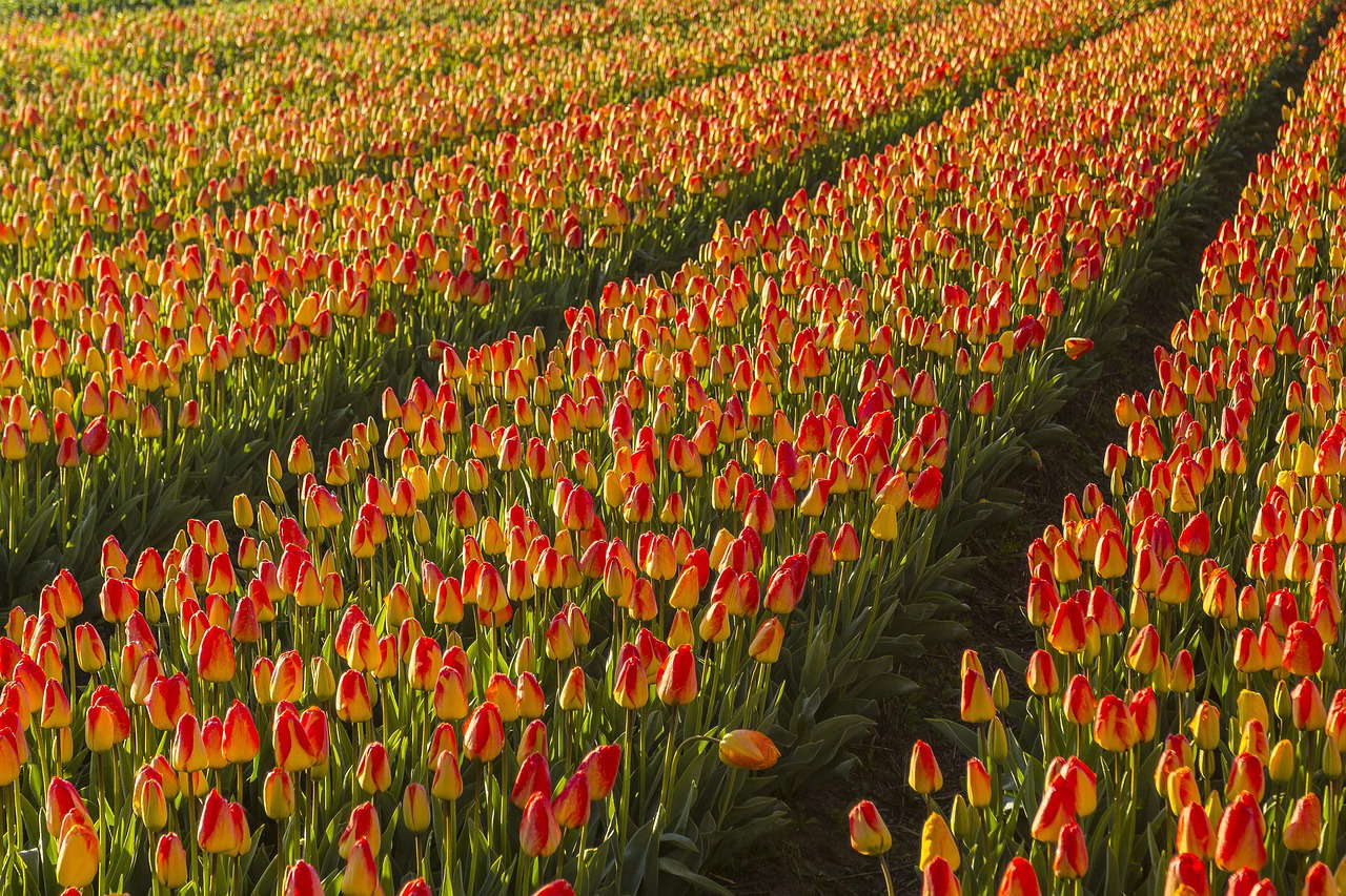 VCU-VIL in Lisse